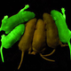 Illustration for article titled Nobel Prize in Chemistry Awarded for Transgenic, Glowing Animals